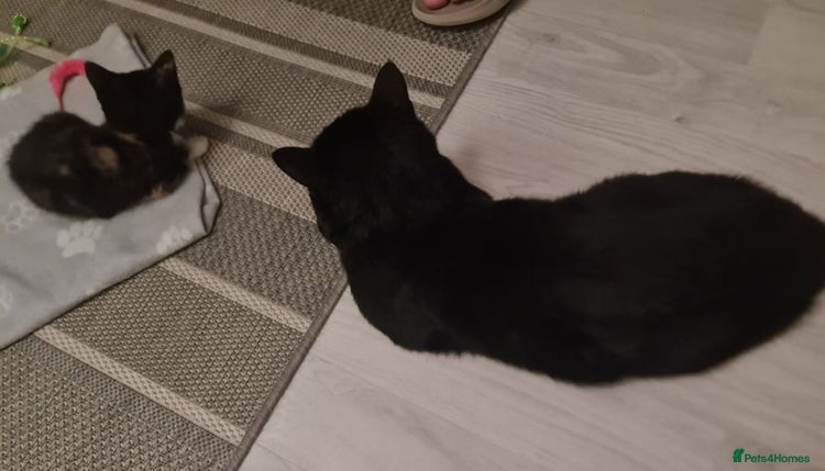 Bengal cats ** Stunning 😍 2 kittens left ** - Advert 1