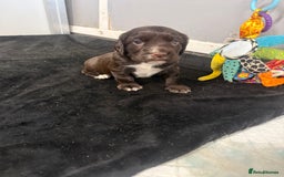 Cocker Spaniel dogs for sale: Last pup Working Cocker Spaniel Puppies! 🐶 in Chatteris - Image 16