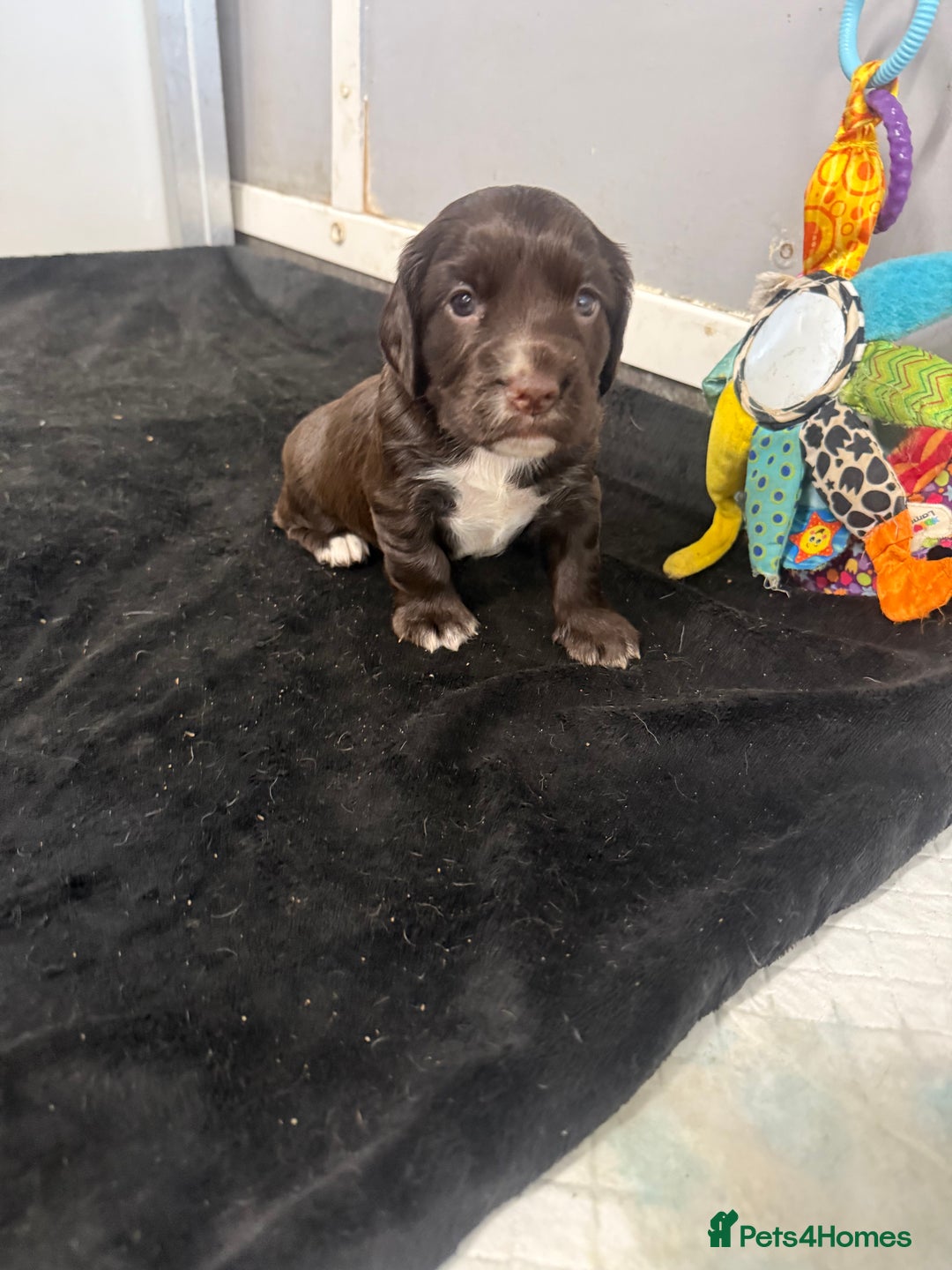 Cocker Spaniel dogs for sale: Last pup Working Cocker Spaniel Puppies! 🐶 in Chatteris - Image 16