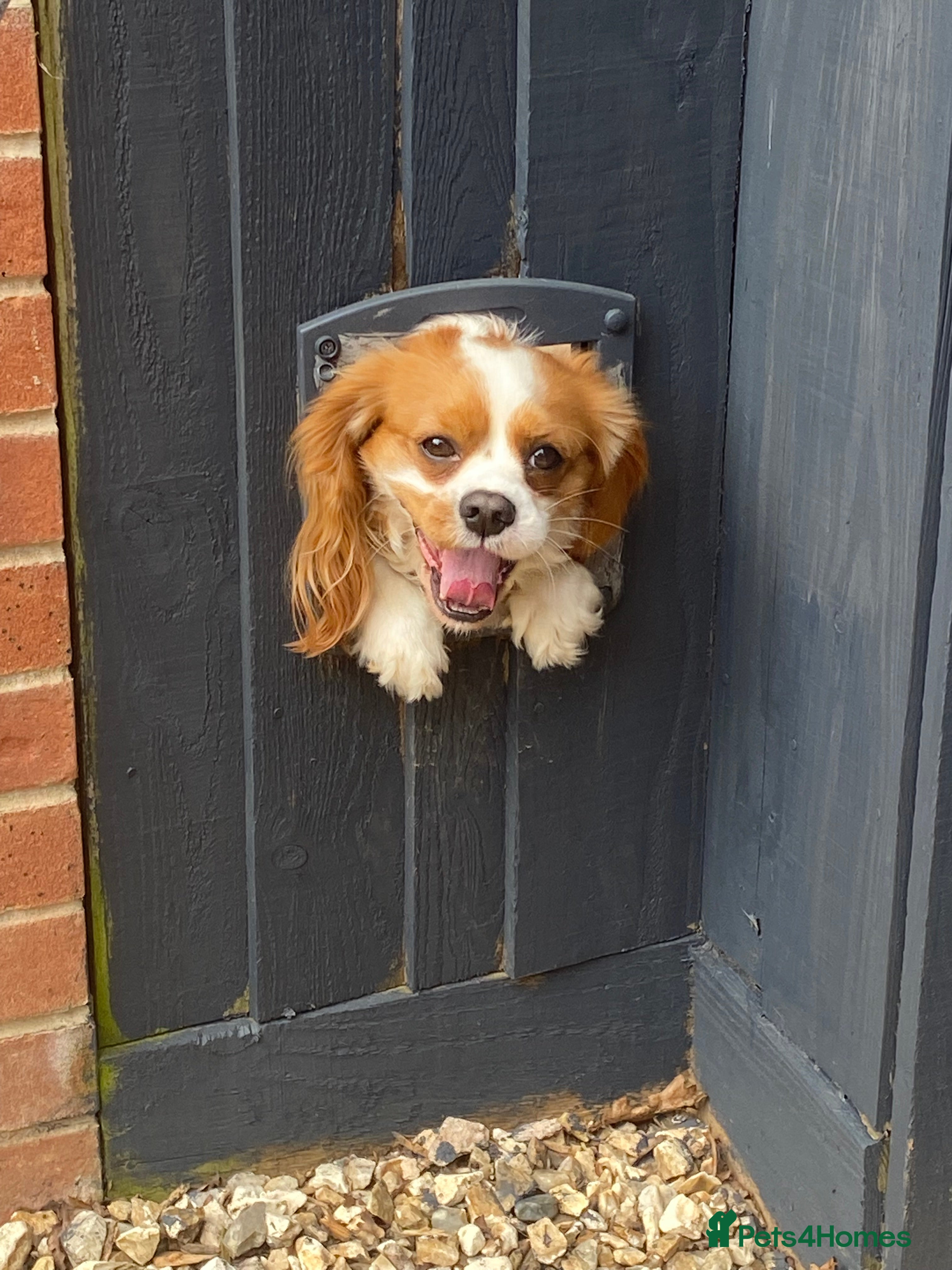 Cavalier King Charles Spaniel dogs Adoption - king Charles cavalier  - Advert 1