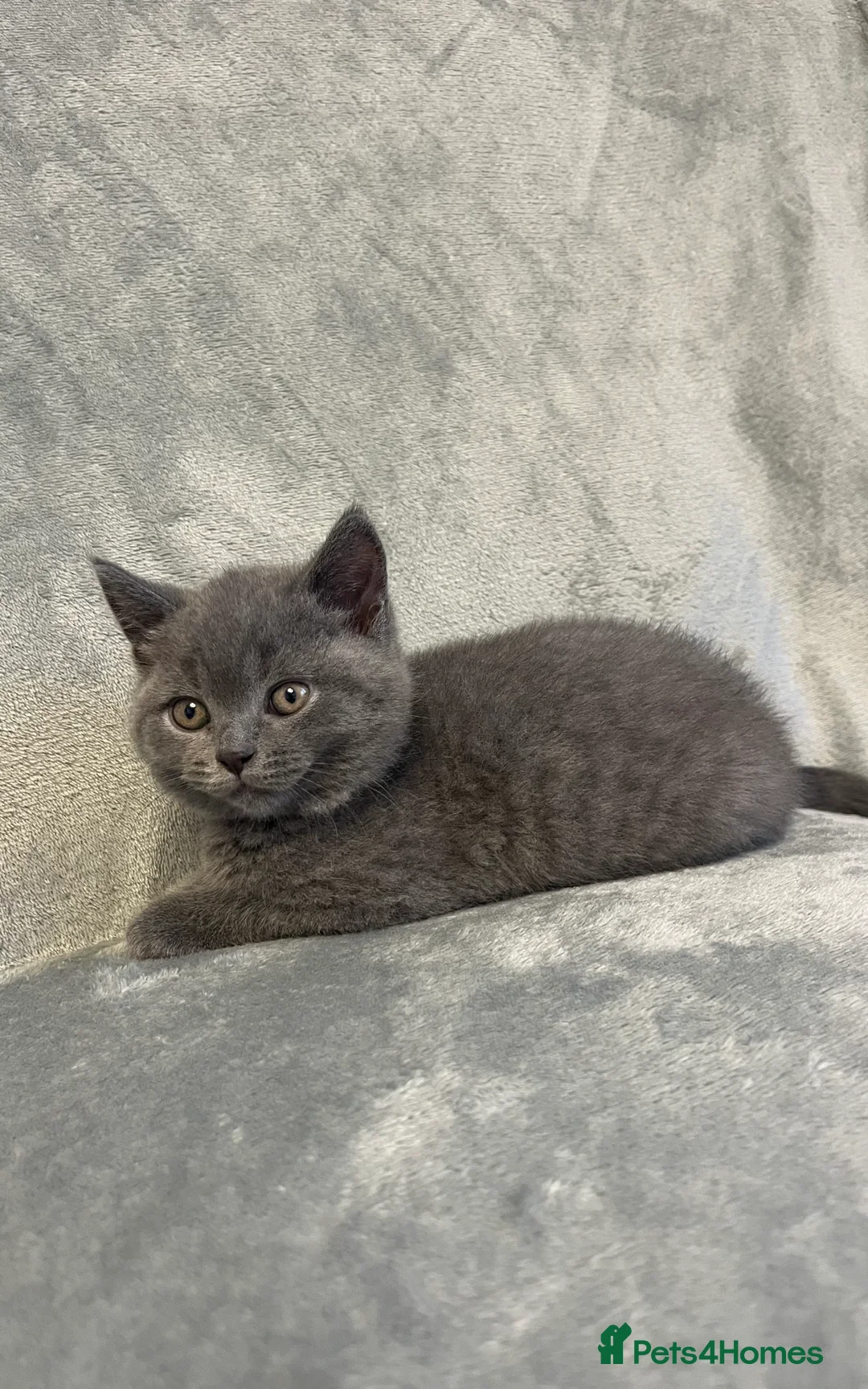 British Shorthair cats for sale: British Shorthair Kittens Available - Advert 25