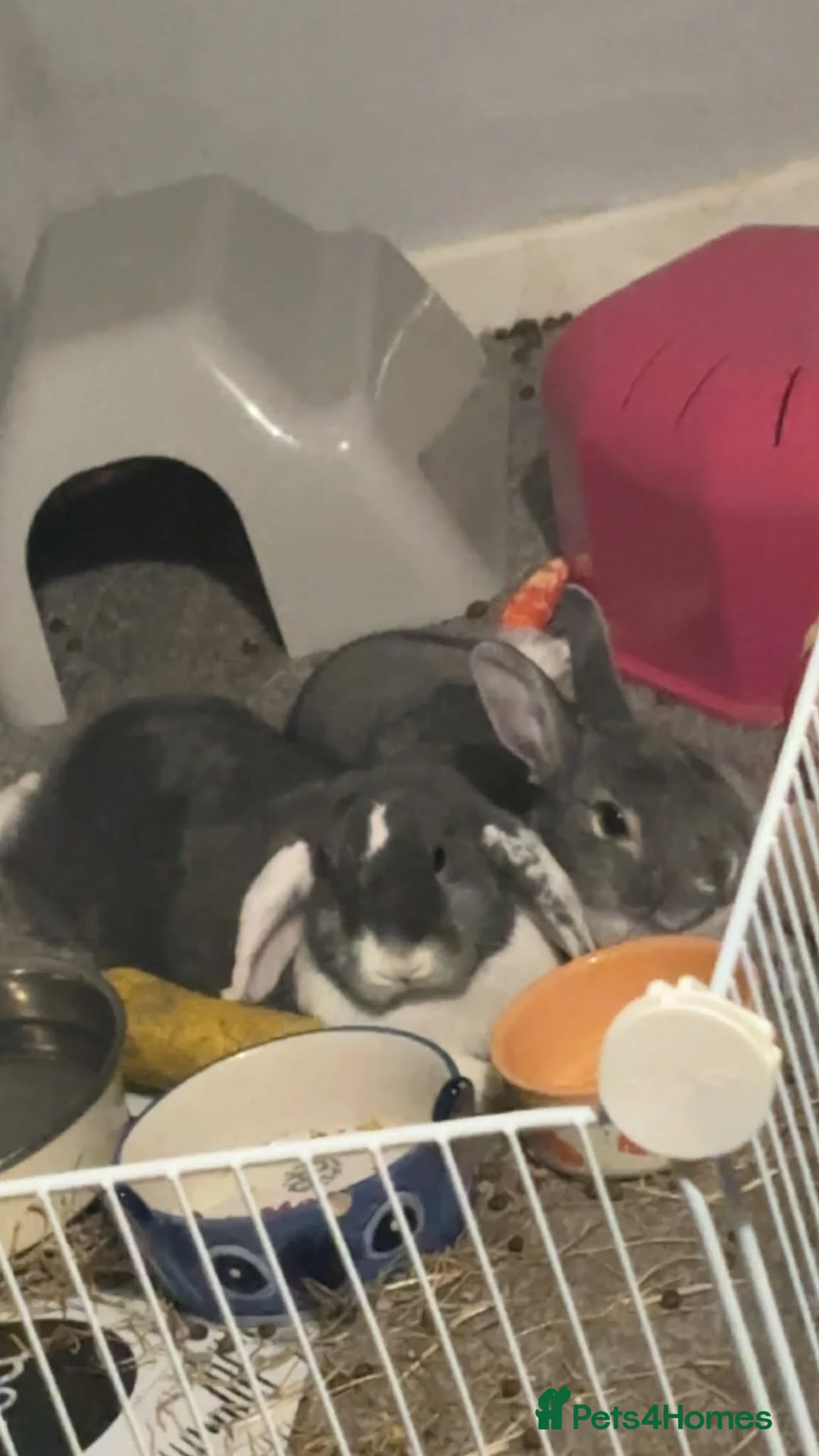 Mixed Breed rabbits for sale: 2 rabbits in Saint Helens - Advert 1