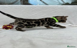 Bengal cats for sale: ❤️ GORGEOUS PURE BENGAL KITTENS ❤️ - Image 30