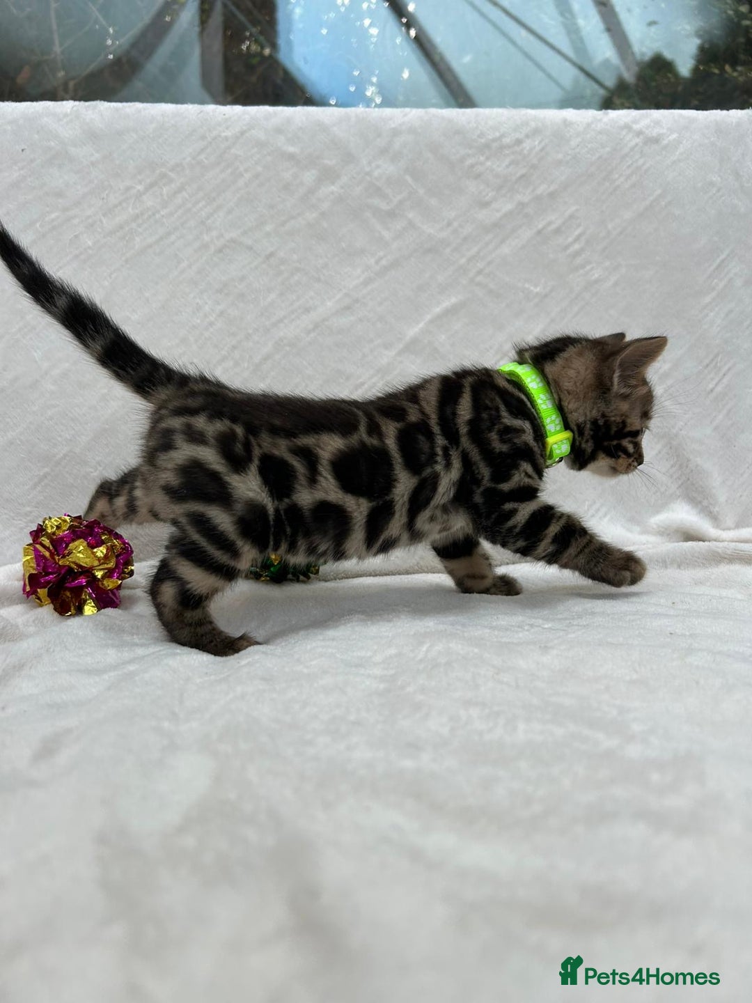 Bengal cats for sale: ❤️ GORGEOUS PURE BENGAL KITTENS ❤️ - Image 30