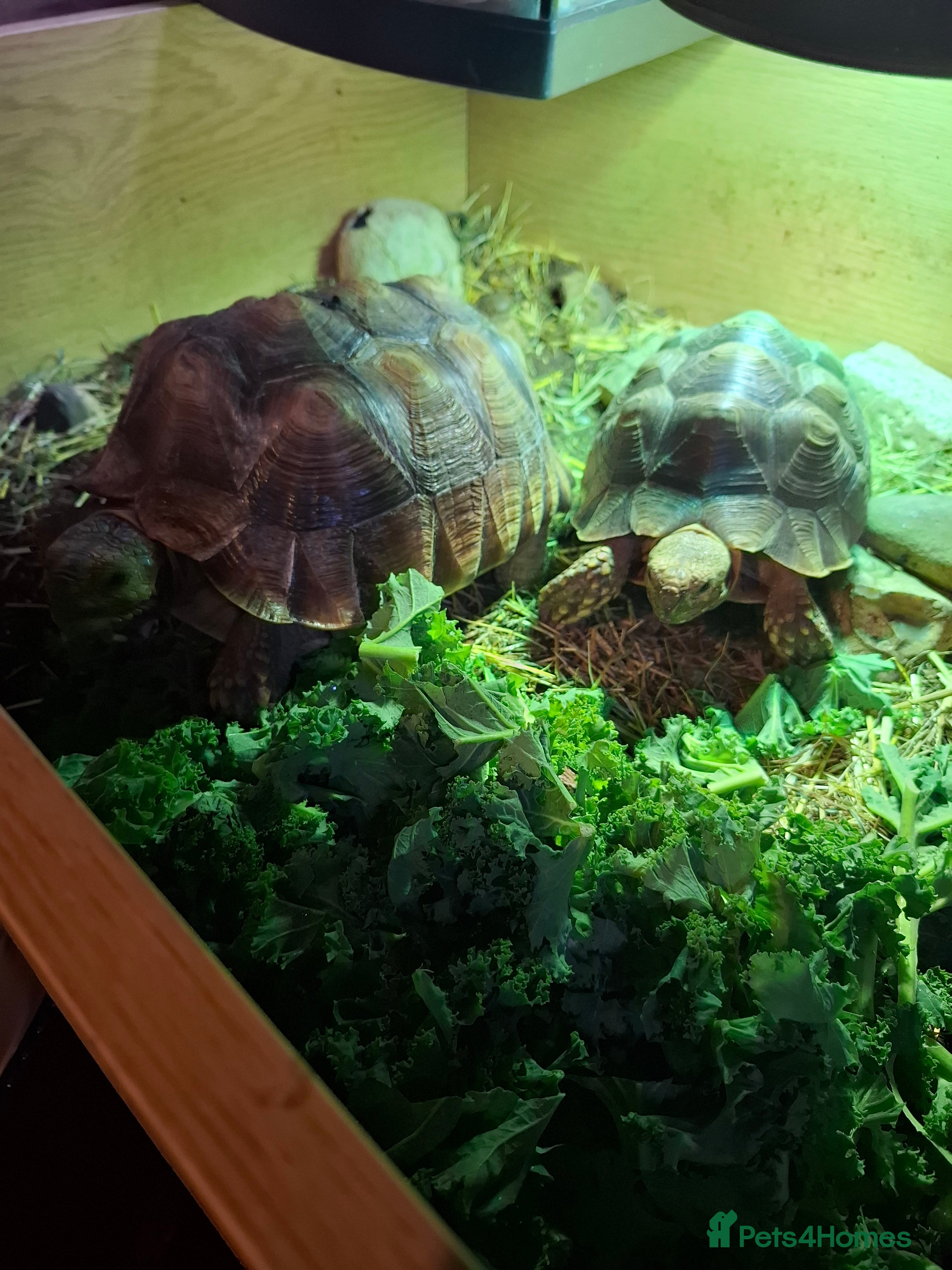 Tortoise reptiles Sulcata tortoise  - Advert 1