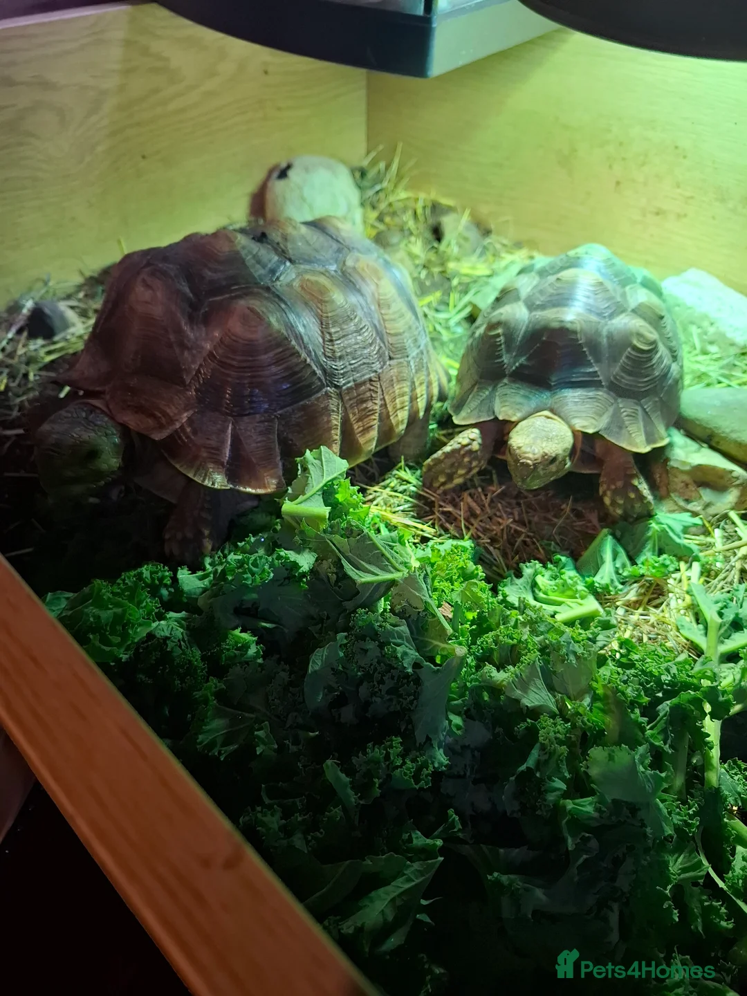 Tortoise reptiles for sale: Sulcata tortoise  - Advert 1