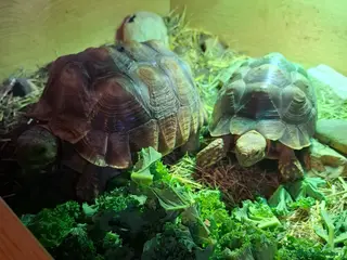 Tortoise reptiles Sulcata tortoise - Advert 1