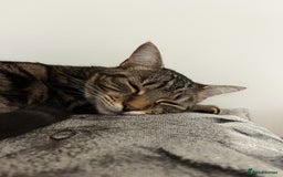 Domestic Shorthair cats for sale: 2x FEMALE 3YO CATS FOR REHOMING - URGENT - Advert 4