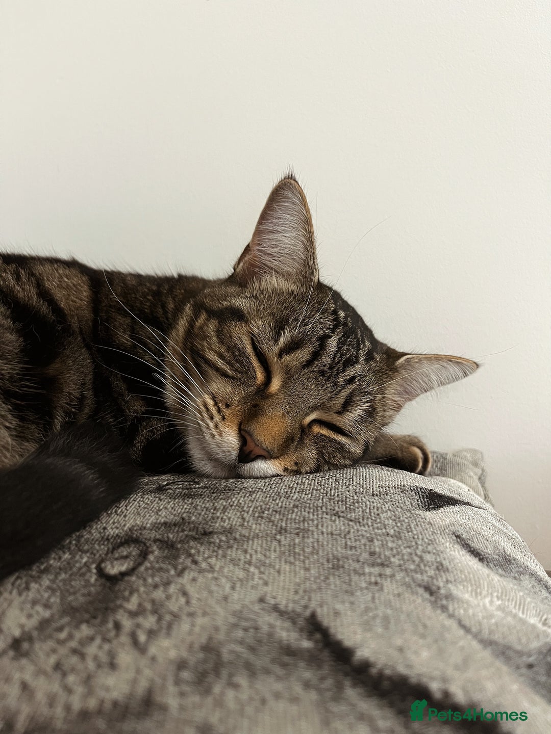 Domestic Shorthair cats for sale: 2x FEMALE 3YO CATS FOR REHOMING - URGENT - Advert 4