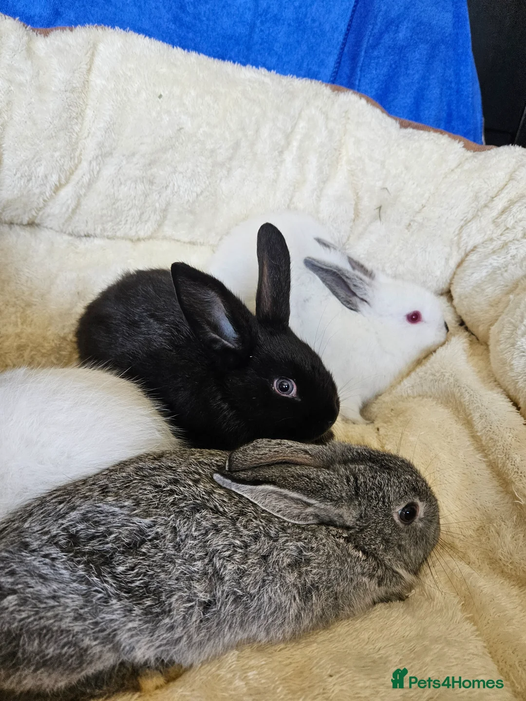 Californian rabbits for sale: Californian mix boys and girls - Advert 9