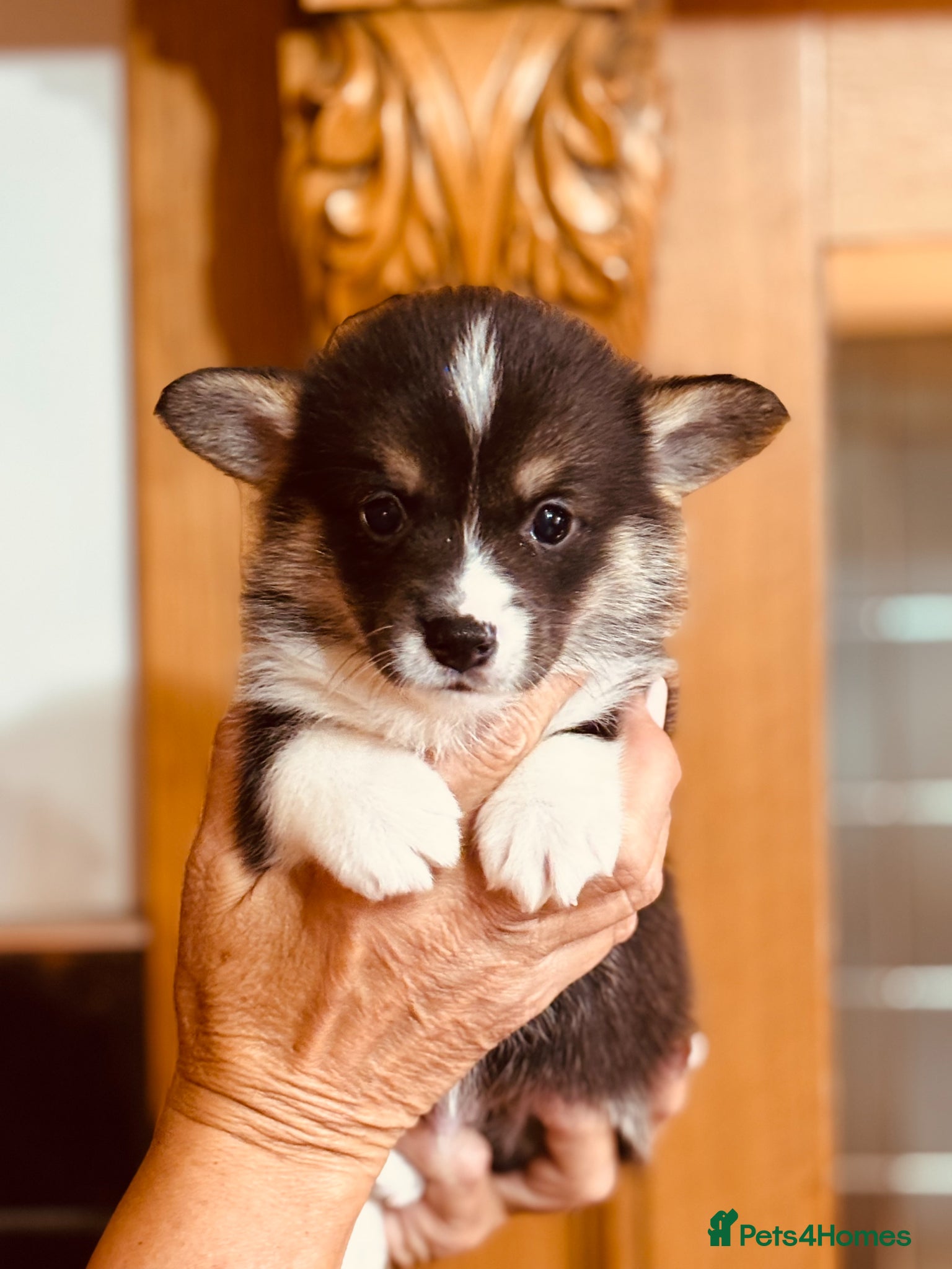 Welsh Corgi Pembroke Puppy 4
