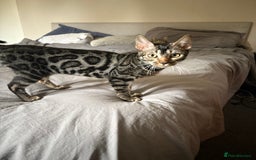 Bengal cats for sale: *CHARCOAL BENGAL FEMALE* - Image 2