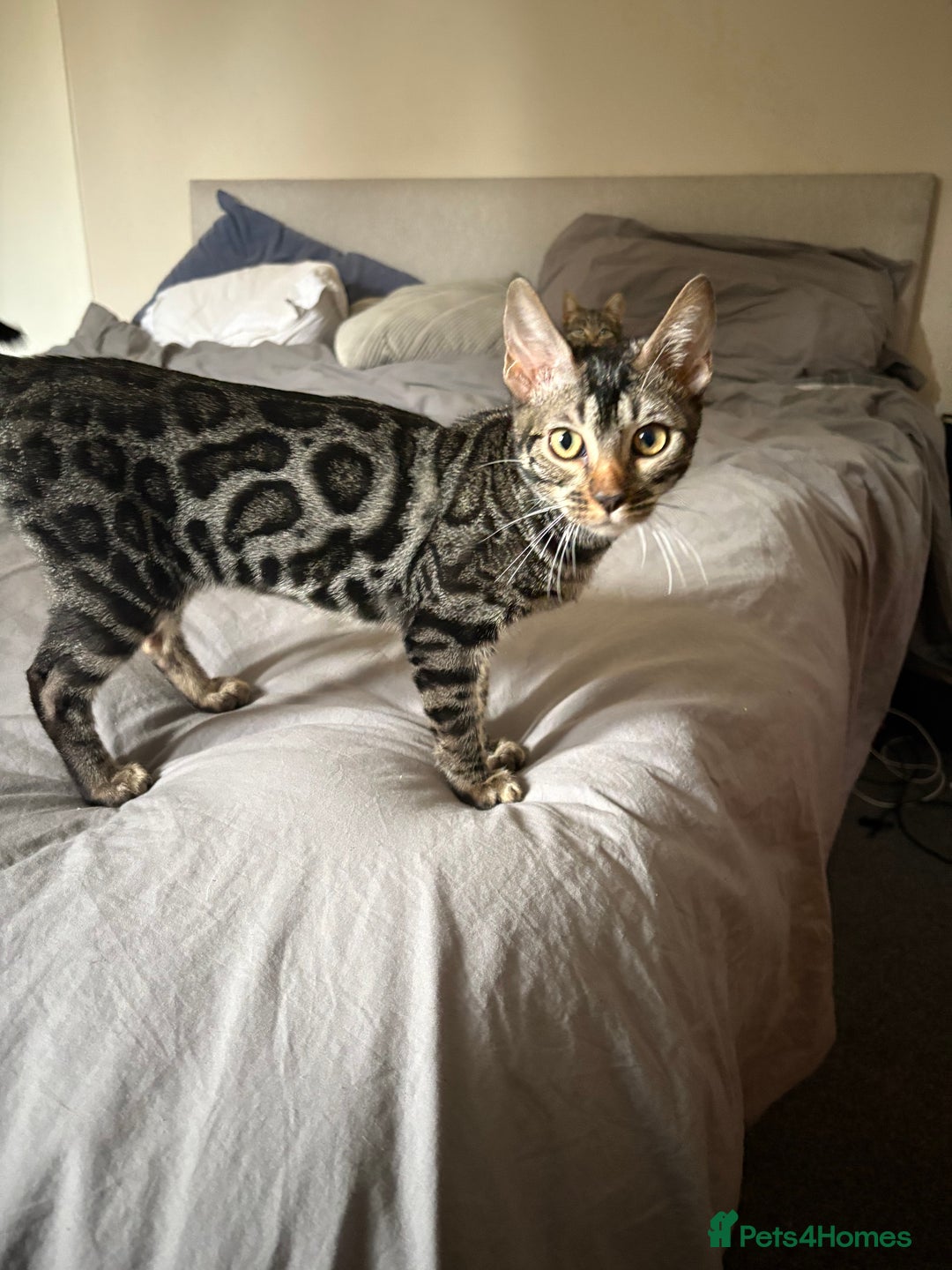 Bengal cats for sale: *CHARCOAL BENGAL FEMALE* - Image 2