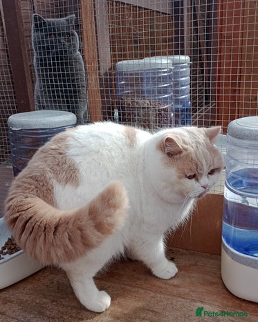 British Shorthair cats Sale Studs Blues Lilac, Spotted, Blue Bi, Cream Bi in Manchester - Advert 19