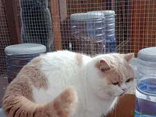 British Shorthair cats for stud: Gccf Studs Blues Lilac, Blue Bi, Cream bi Bi in Manchester - Advert 3