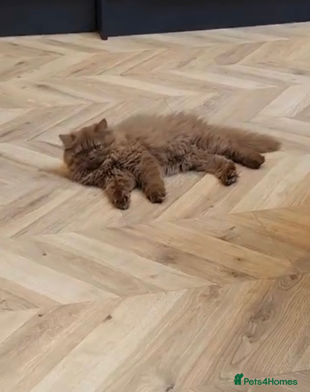 British Longhair cats for sale: GCCF Registered chocolate British longhair kitteN  - Advert 2