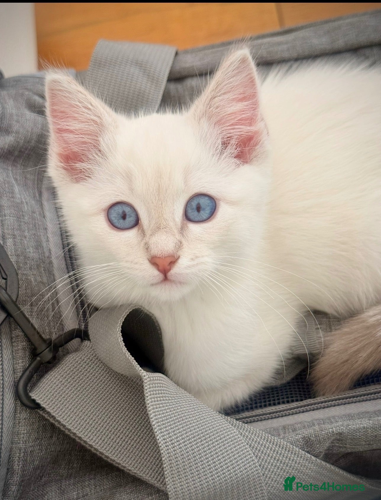 Ragdoll cats Rare Lilac Ragdoll Kitten | Blue Eyes - Advert 1