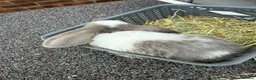 Mini Lop rabbits for sale: 8 week old mini lops. Ready now.  in Tamworth - Advert 9