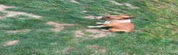 English Bull Terrier dogs for sale: Kc registered Female English bull terrier  - Advert 4