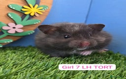 Hamster rodents for sale: Syrian Hamster Babies Pedigree Baby Male Female - Image 8