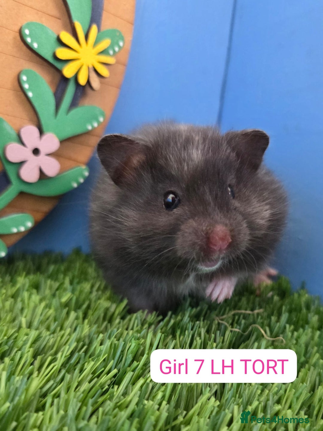Hamster rodents for sale: Syrian Hamster Babies Pedigree Baby Male Female - Image 8