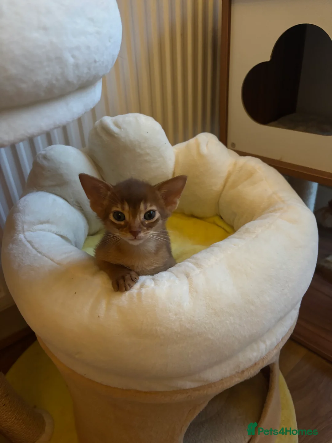 Abyssinian cats for sale: Two Abyssinian kittens !!! - Advert 6