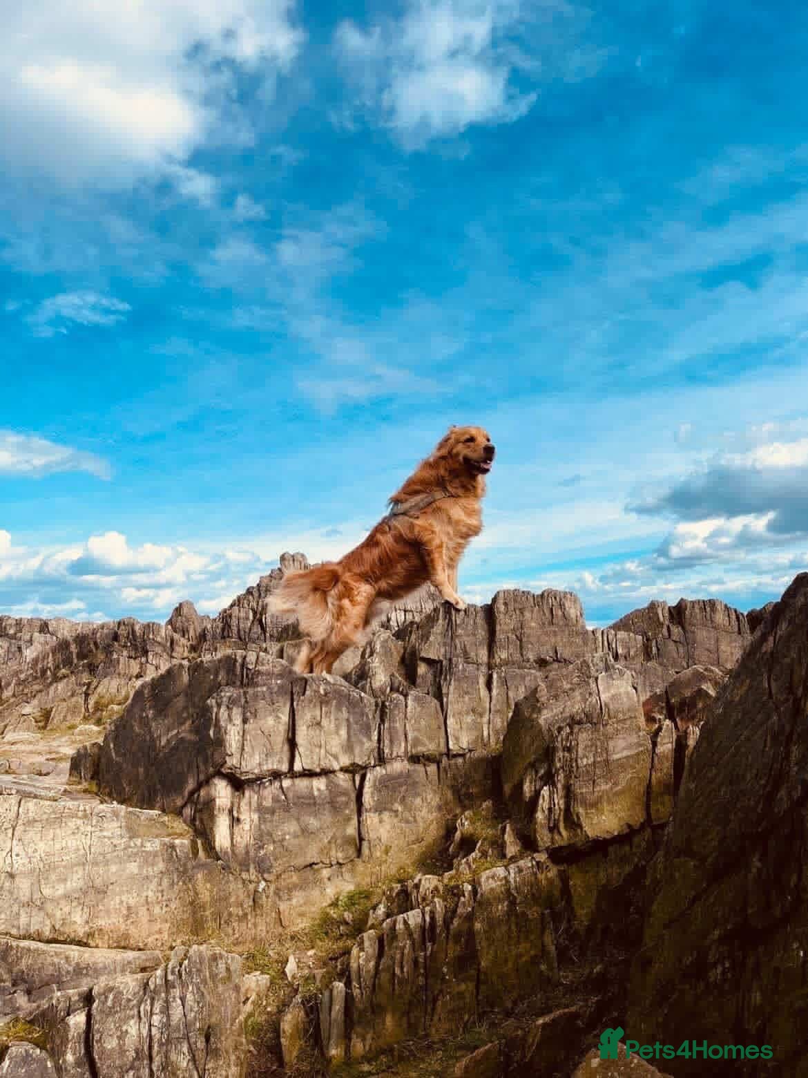 Golden Retriever dogs Stunning K.C Reg Health tested Golden Retrievers - Advert 1