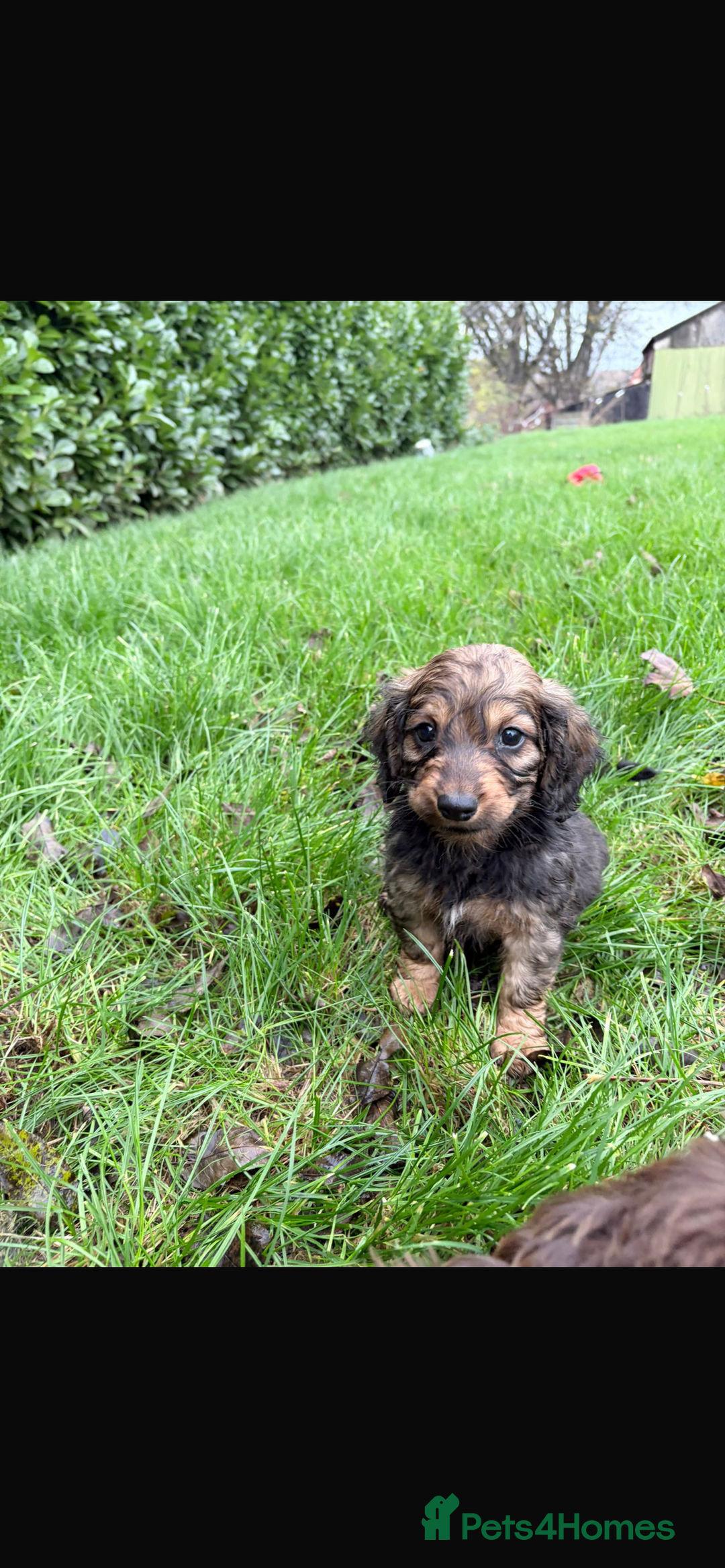 Mixed Breed dogs for sale: Dachshund x Jack pussell - Image 14