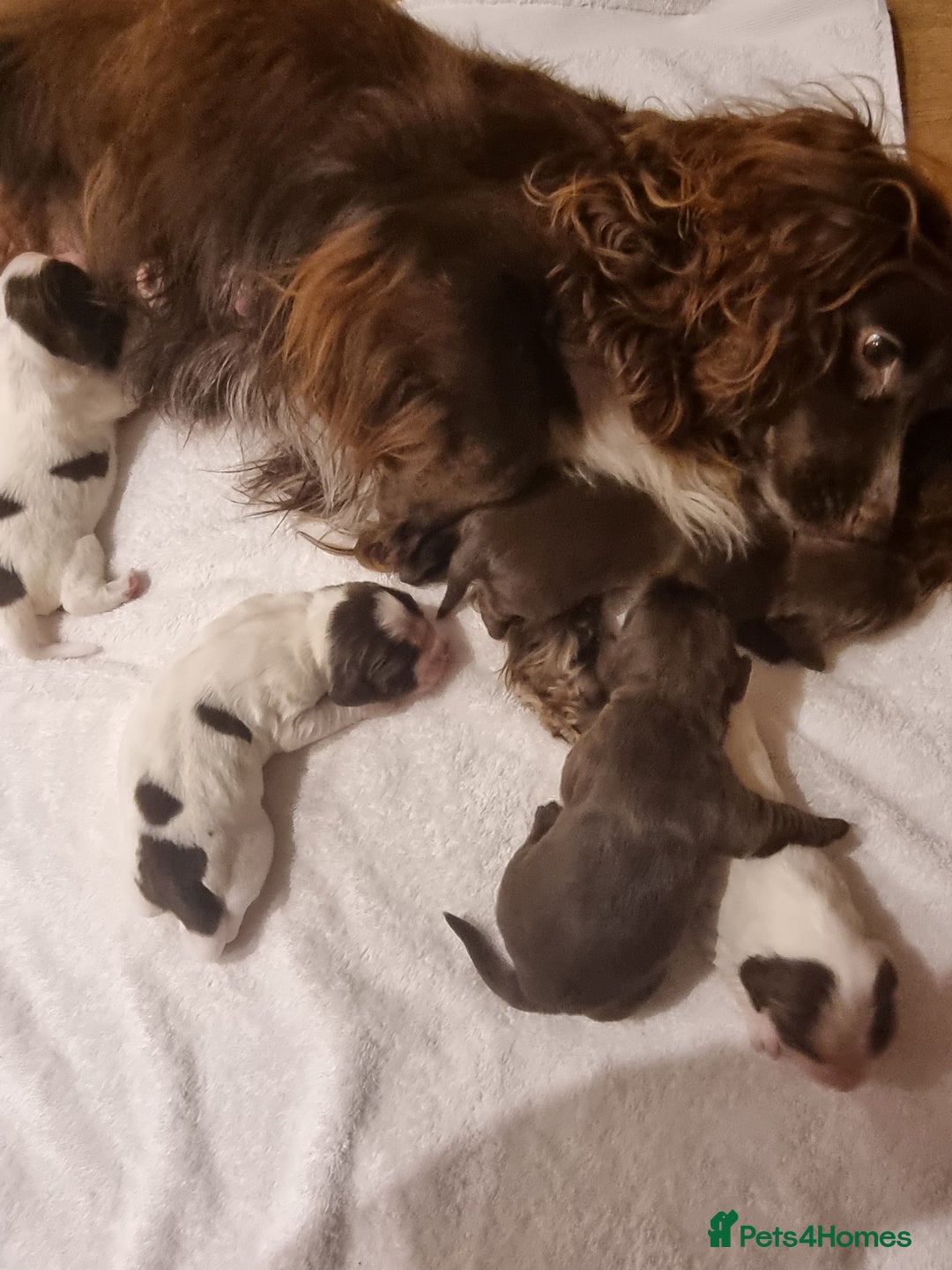 Sprocker dogs for sale: 6 gorgeous sprocket puppies  - Advert 12