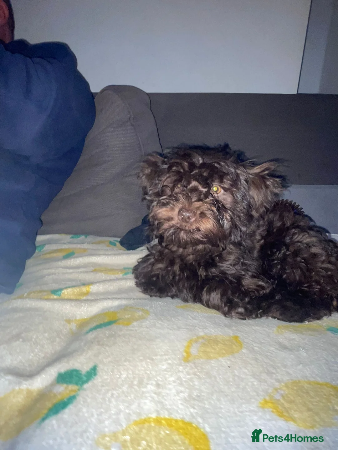 Mixed Breed dogs for sale: Gorgeous Homebred puppies  in Chichester - Advert 8