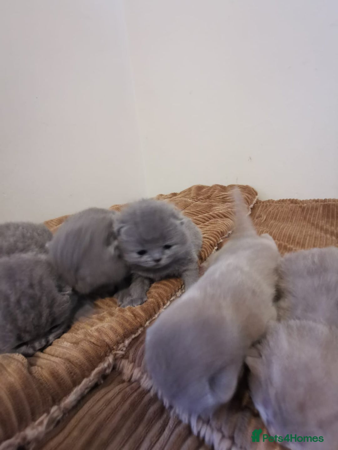 British Shorthair cats for sale: GCCF REGISTERED BRITISH SHORTHAIRED KITTENS - Advert 10