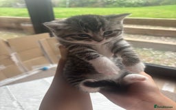 Mixed Breed cats for sale: Beautiful mixed breed kittens  - Image 6