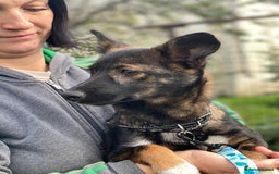 Mixed Breed dogs for adoption: 💖🐶 MIRRA 🐶💖 - Image 9