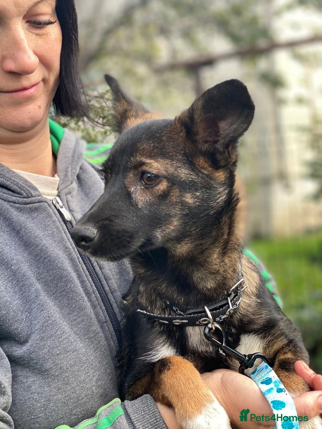 Mixed Breed dogs for adoption: 💖🐶 MIRRA 🐶💖 - Image 9