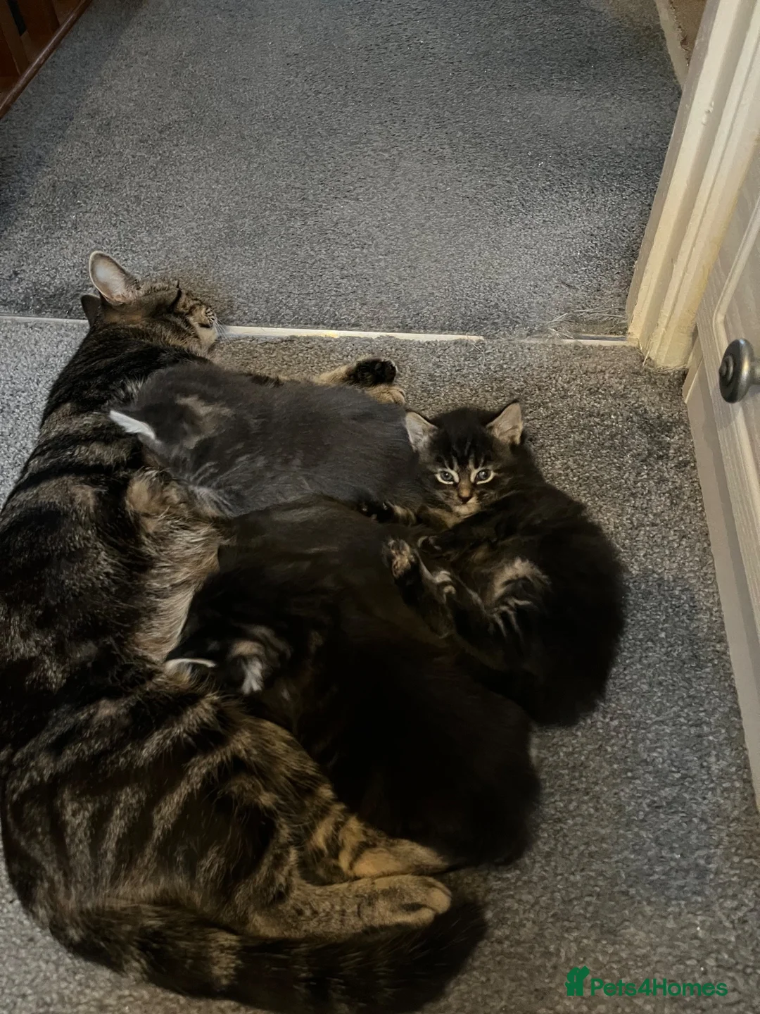 Mixed Breed cats for sale: Sweet litter of 4 kittens  - Advert 1
