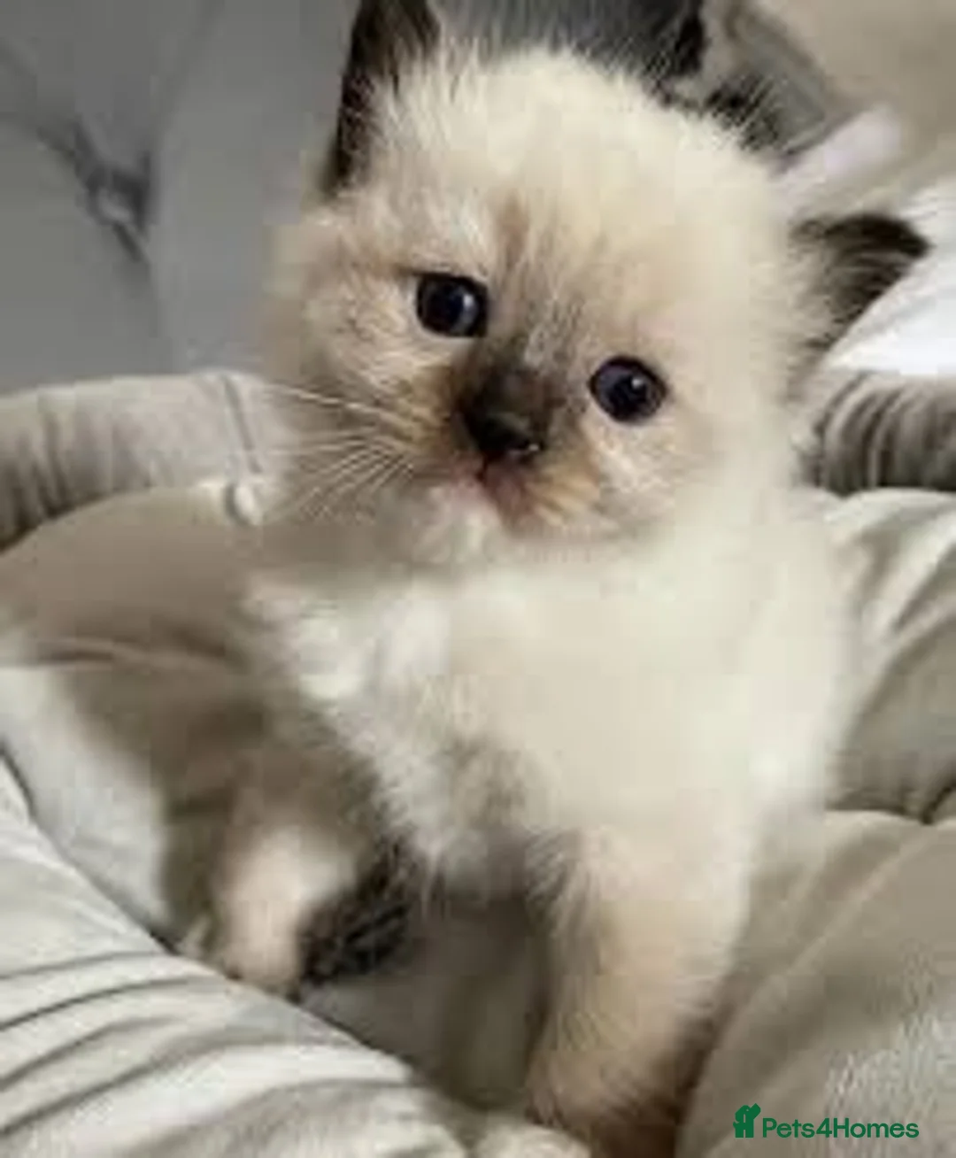 Ragdoll cats for sale: 3 healthy Ragdoll kittens in Glasgow - Advert 5