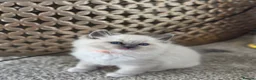 Ragdoll cats for sale: Zamir Ragdoll Family - Advert 25