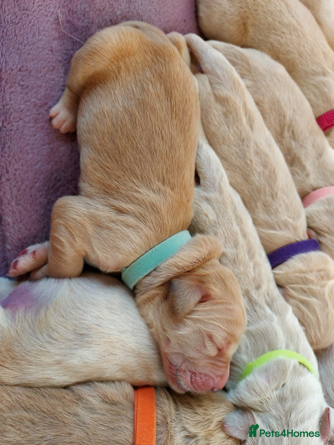 Golden Retriever dogs for stud: Very Experienced Golden retriever stud in Telford - Advert 17