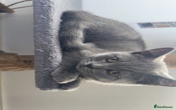 British Shorthair cats for sale: Only 2 Males Left  - Image 1