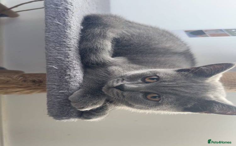 British Shorthair cats - Advert 2