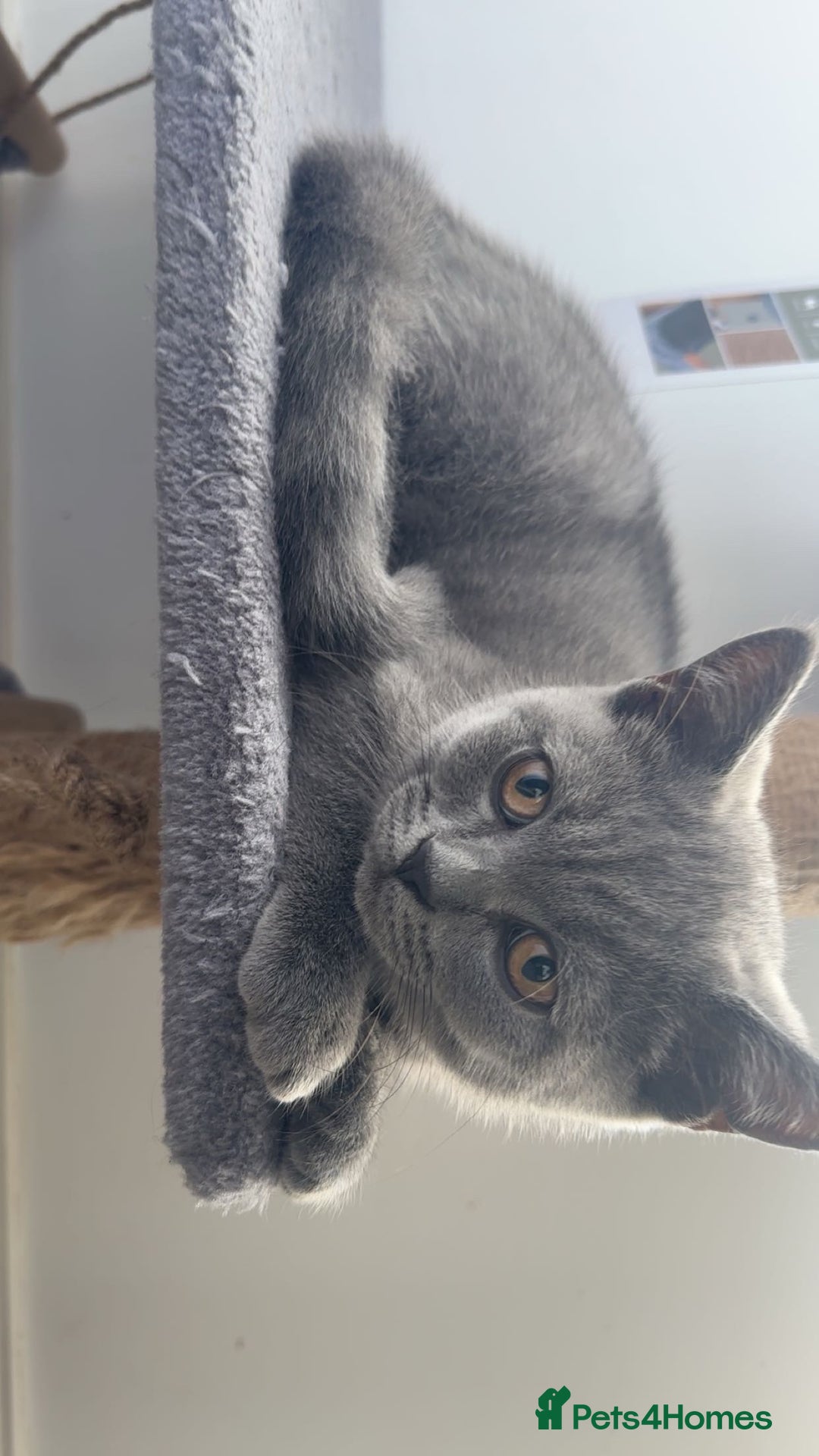 British Shorthair cats for sale: Only 2 Males Left  - Image 1