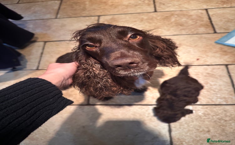 Cockapoo dogs - Advert 3