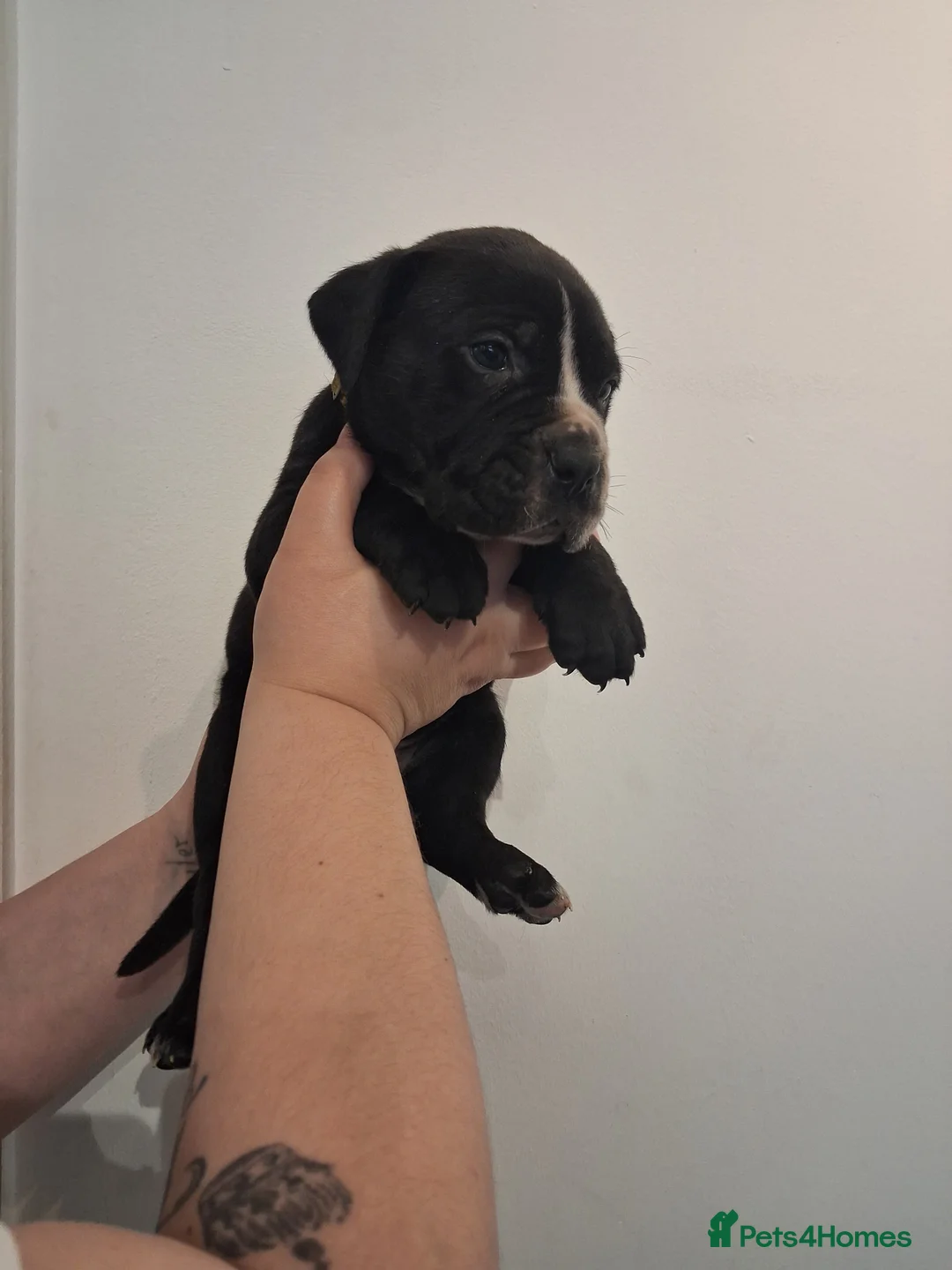 Mixed Breed dogs for sale: Alapaha Blue Blood Bulldog X Cane Corso Puppies  - Advert 19