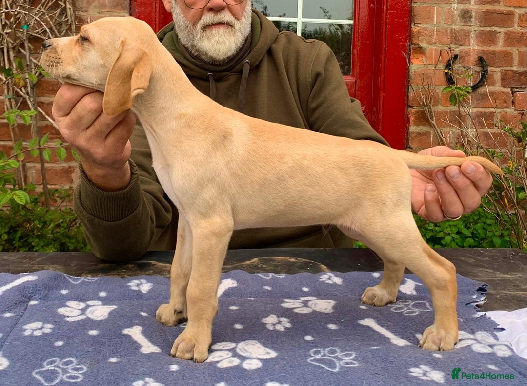 Pointer dogs for sale:  Black bitch available. - Advert 26