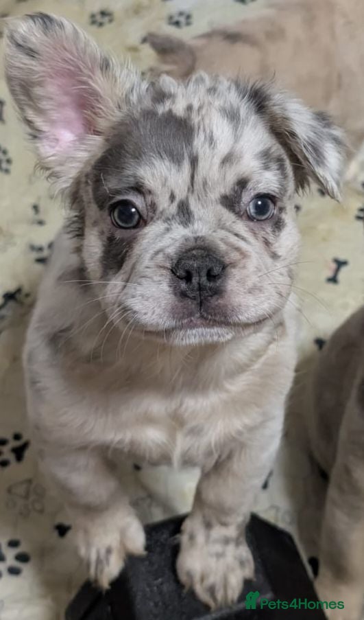 French Bulldog dogs Price reduced Fluffy French Bulldogs - Advert 2