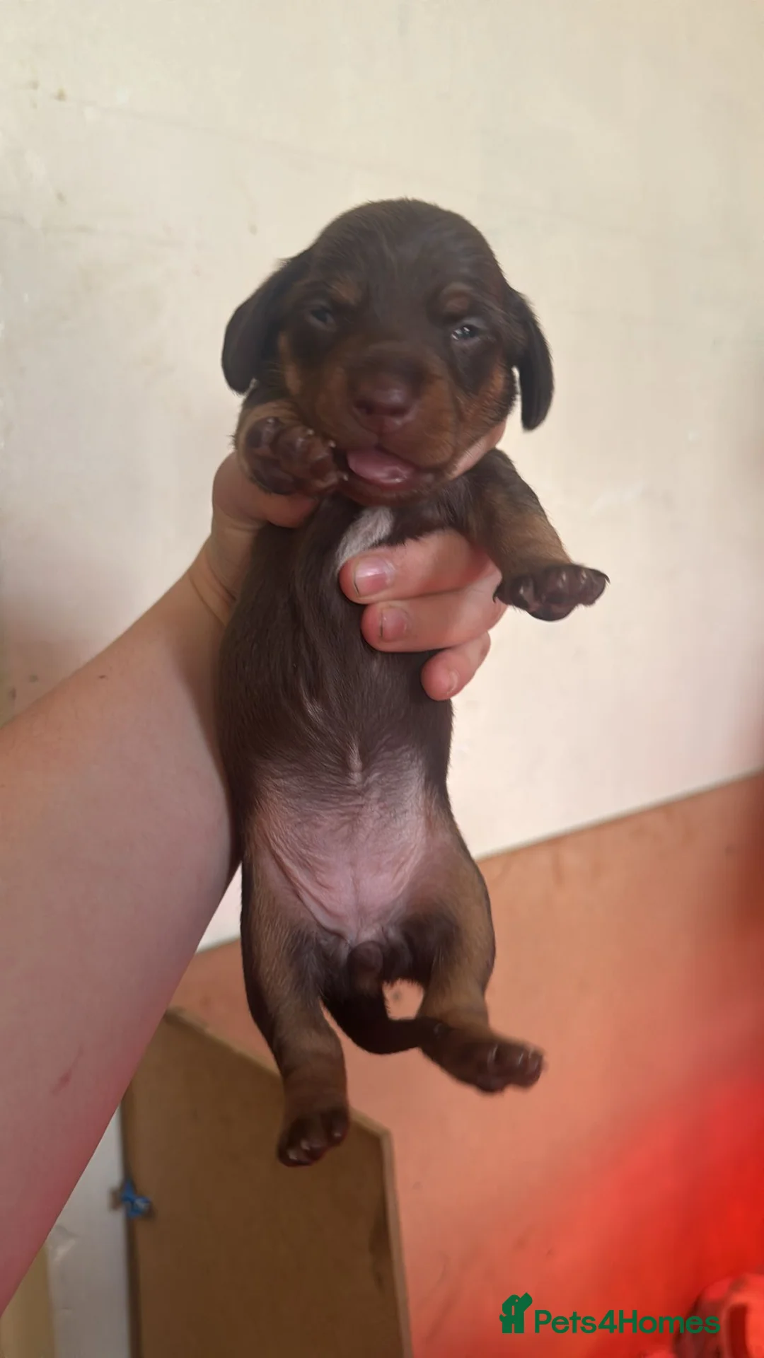 Miniature Dachshund dogs for sale: Miniature dachshund puppies  in Loughborough - Advert 2