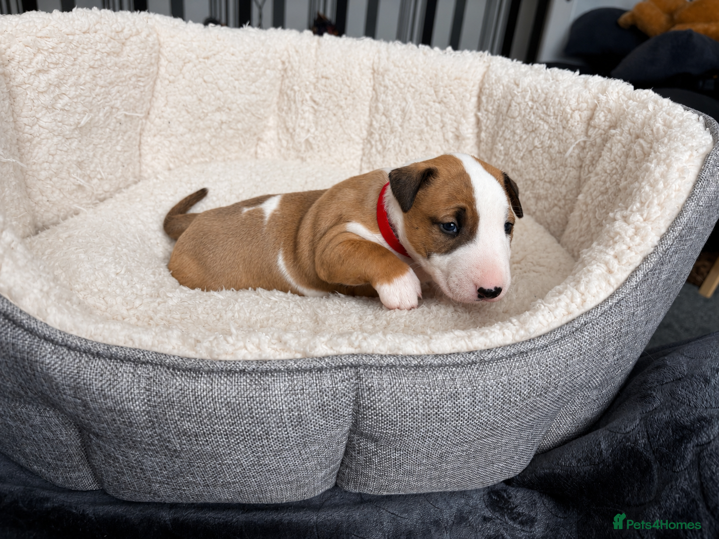 English Bull Terrier dogs Beautiful KC Reg English Bull Terrier Puppies  - Advert 7