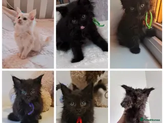 Maine Coon cats 🔥 READY NOW 🔥 Maine Coon Black Smoke Girl - Advert 1