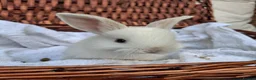 Mini Lop rabbits for sale: 6x Pure breed mini lop baby rabbits - Advert 13