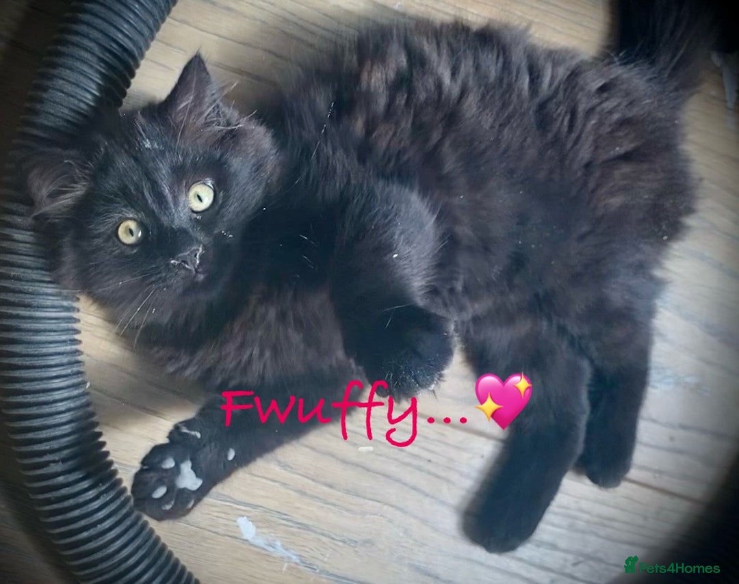 Mixed Breed cats for sale: FEMALE LONG HAIR RAGDOLL X KITTEN - READY NOW £90 - Image 2